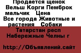 Продается щенок Вельш Корги Пемброк мальчик › Цена ­ 65 000 - Все города Животные и растения » Собаки   . Татарстан респ.,Набережные Челны г.